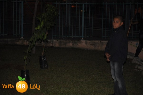 trees yaffa jamhairea (26).JPG